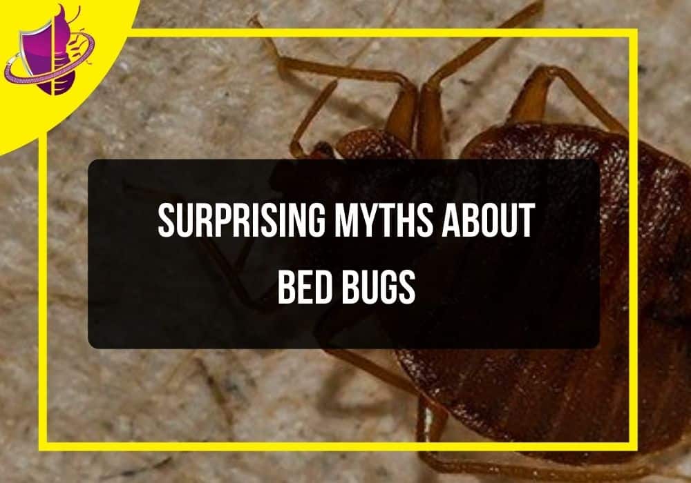 You are currently viewing Surprising Myths About Bed Bugs