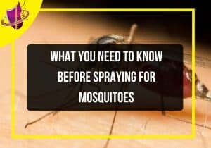 Read more about the article What You Need to Know Before Spraying for Mosquitoes