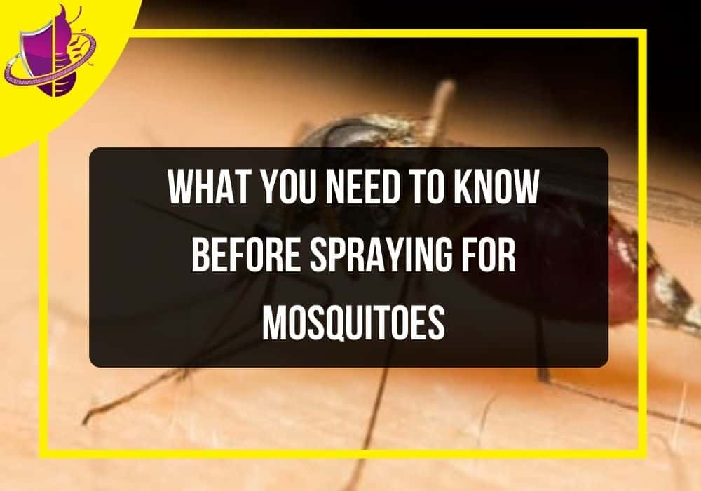 You are currently viewing What You Need to Know Before Spraying for Mosquitoes
