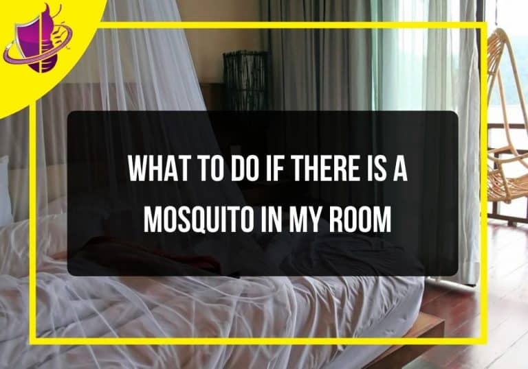 Easy Ways to Stop Mosquitoes From Breeding in Your Yard Zip Pest