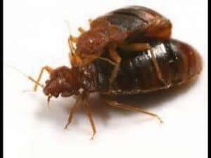 bed bug reproduction