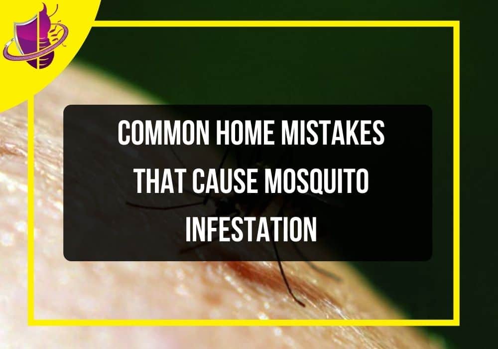 You are currently viewing Common Home Mistakes That Cause Mosquito Infestation