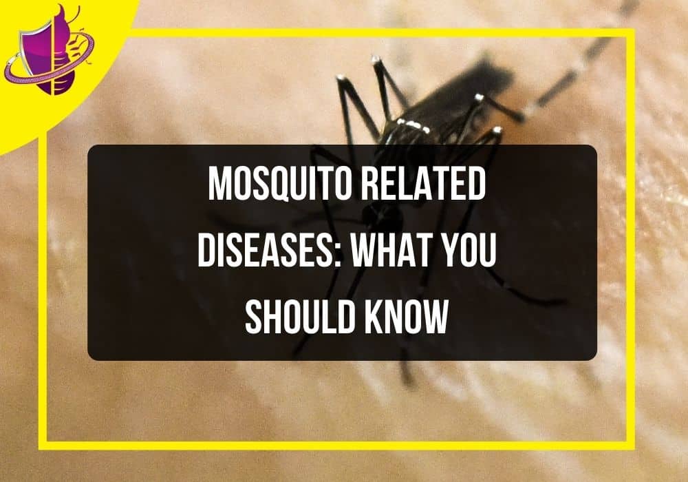 You are currently viewing Mosquito Related Diseases: What You Should Know